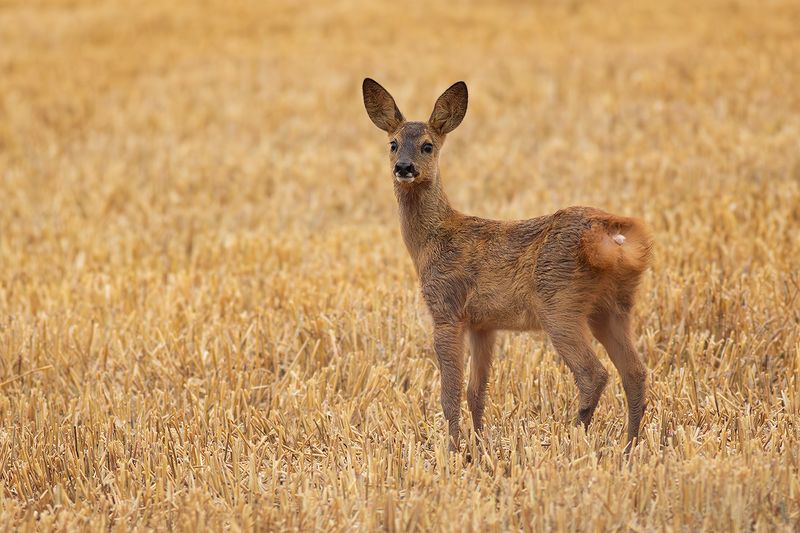 Zoogdieren / Mammals