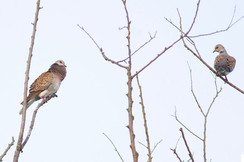 Zomertortels / European Turtle Doves