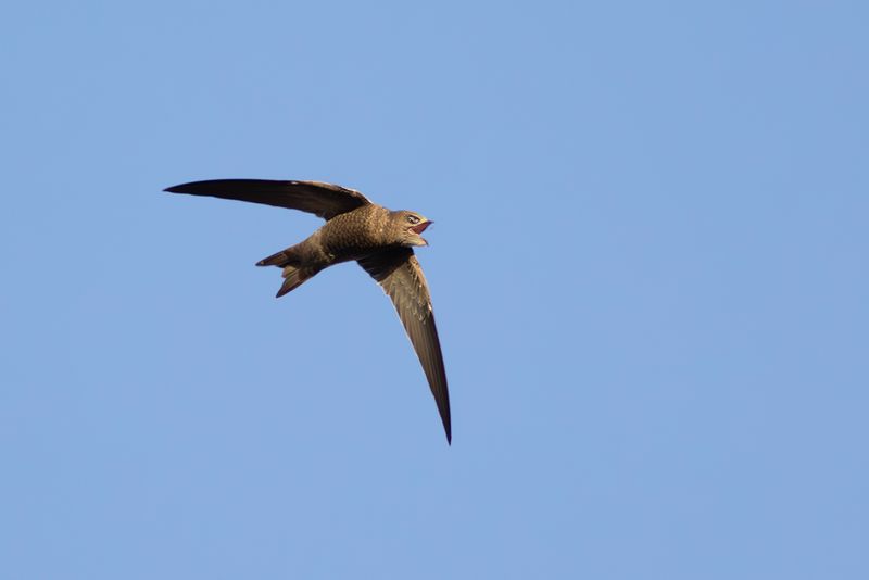 Vale Gierzwaluw / Pallid Swift