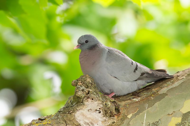 Holenduif / Stock Dove