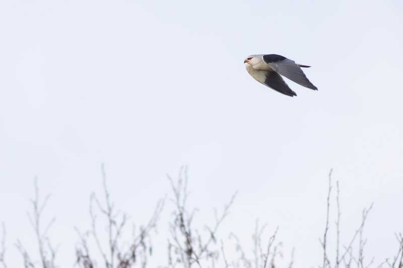 Grijze Wouw / Black-shouldered Kite