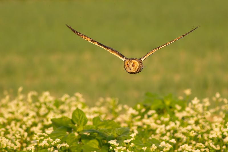 Ransuil / Long-eared Owl