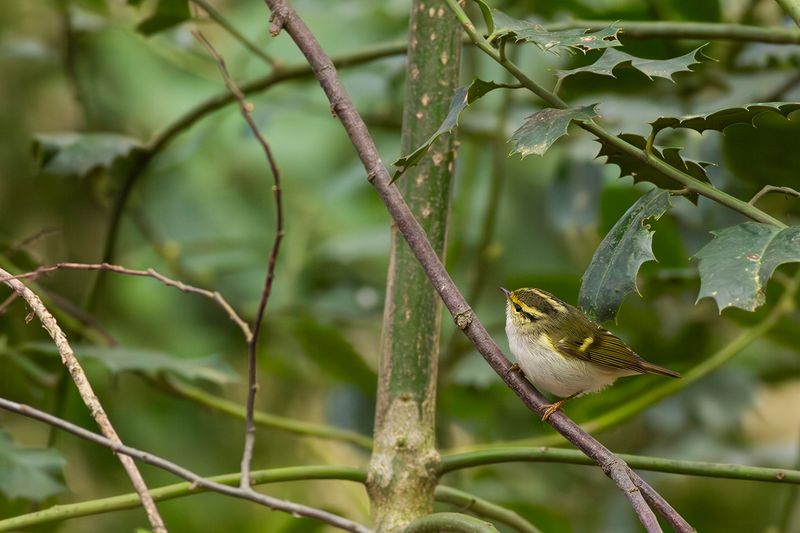 Pallas' Boszanger / Pallas's Warbler