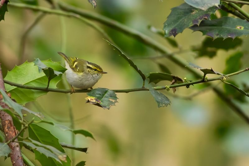 Pallas' Boszanger / Pallas's Warbler