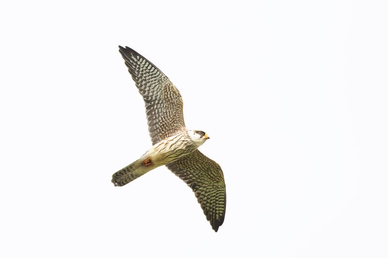 Roodpootvalk / Red-footed Falcon