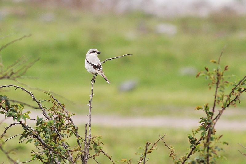 Birds in 2016 and earlier