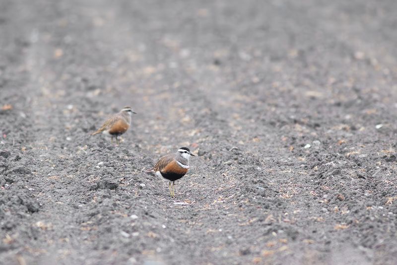 Birds in 2016 and earlier