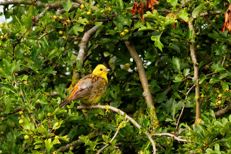 Geelgors / Yellowhammer