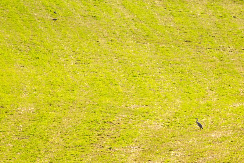 Blauwe Reiger / Grey Heron