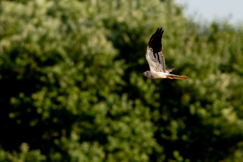 Grauwe Kiekendief / Montagu's Herrier