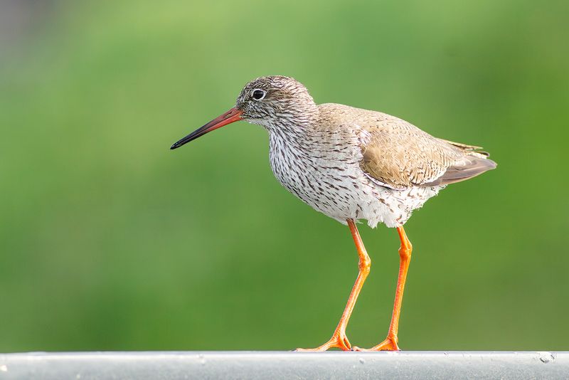 Common Redshank / Tureluur 