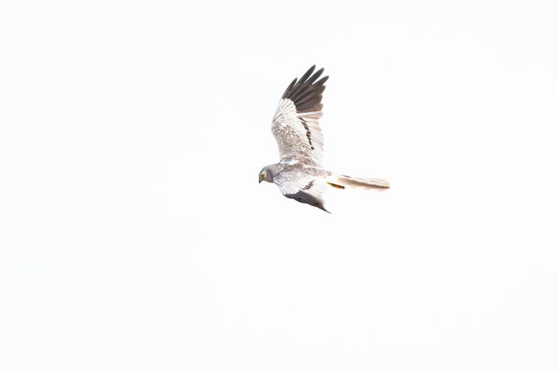 Grauwe Kiekendief / Montagu's Harrier