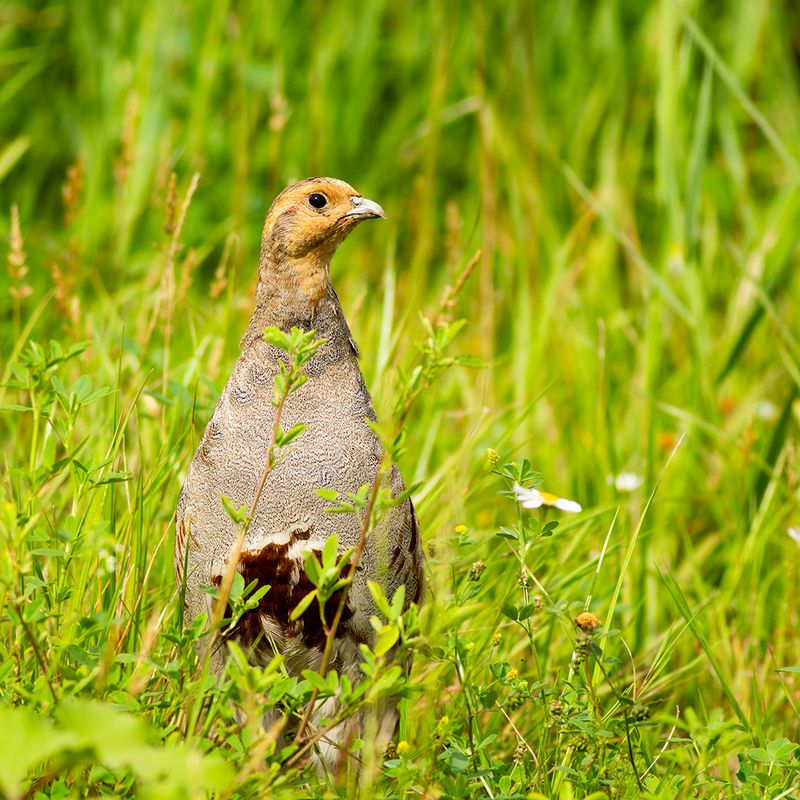 Grey Partridge / Patrijs