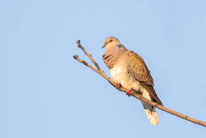 European Turtle Dove / Zomertortel