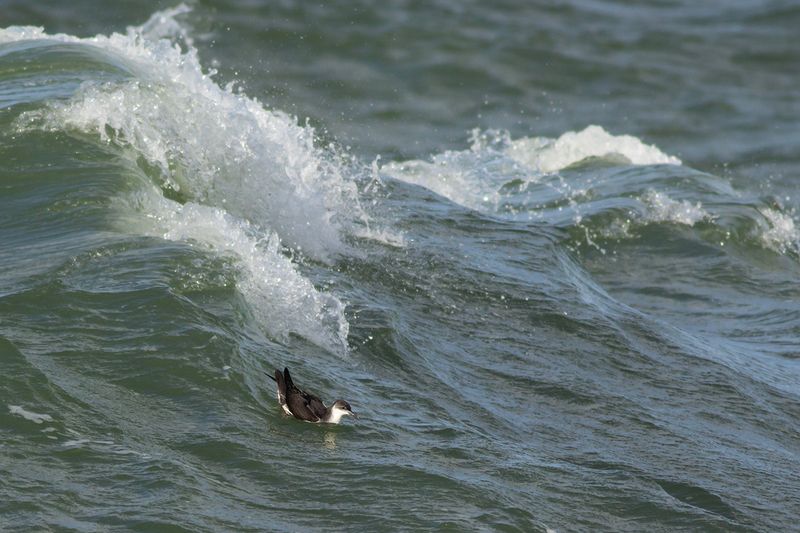 Manx Shearwater / Noordse Pijlstormvogel