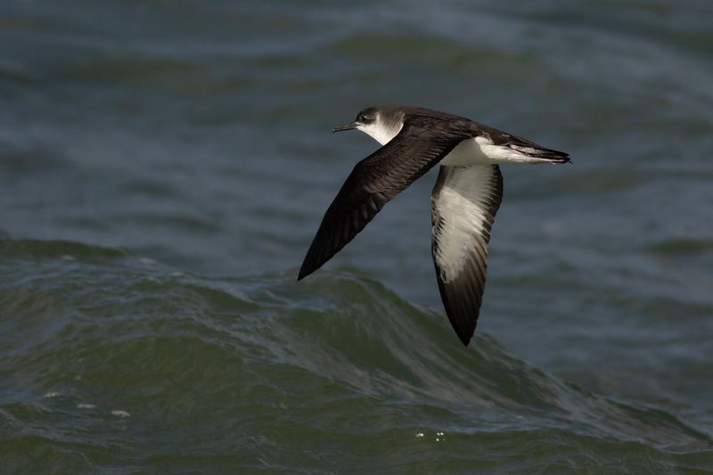 Manx Shearwater / Noordse Pijlstormvogel