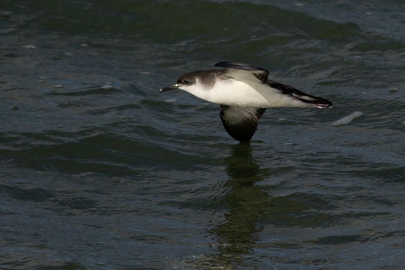 Manx Shearwater / Noordse Pijlstormvogel