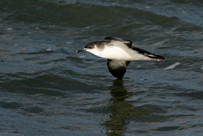 Manx Shearwater / Noordse Pijlstormvogel