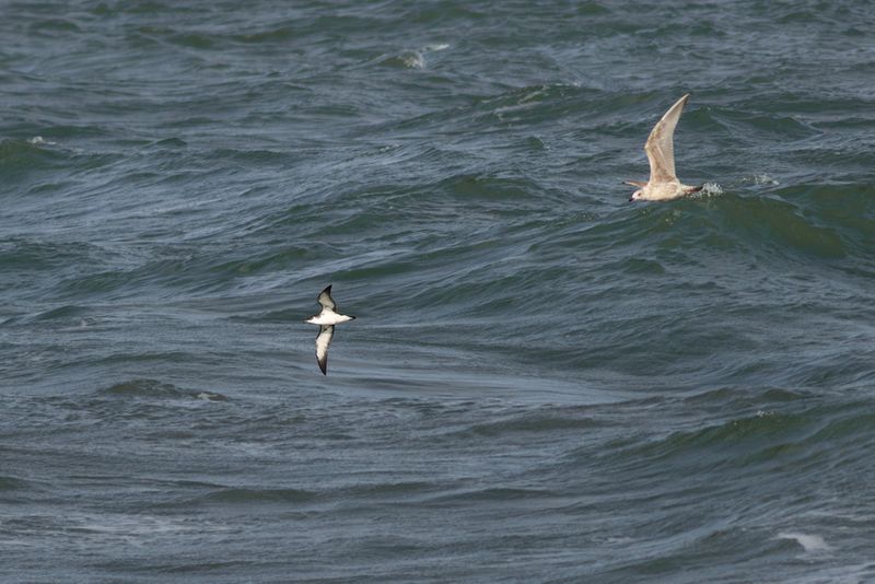 Manx Shearwater and Herring Gull / Noordse Pijlstormvogel en ZIlvermeeuw