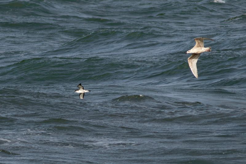 Manx Shearwater and Herring Gull / Noordse Pijlstormvogel en ZIlvermeeuw