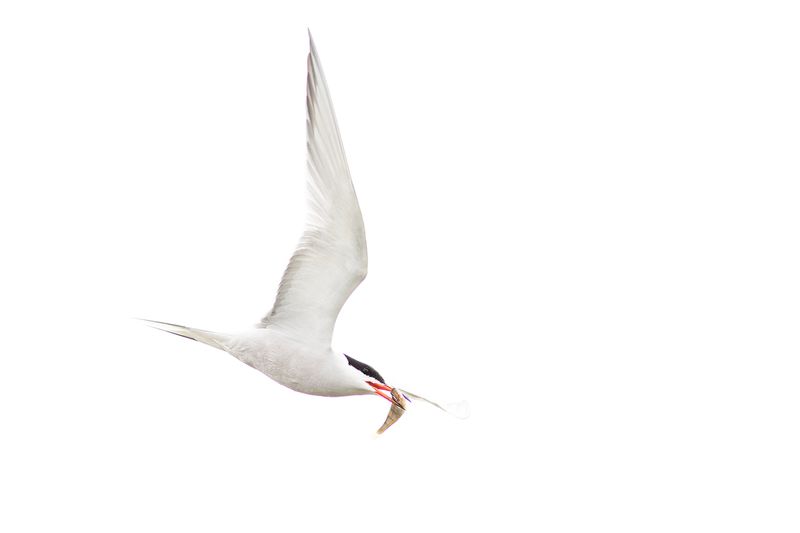 Visdief / Common Tern