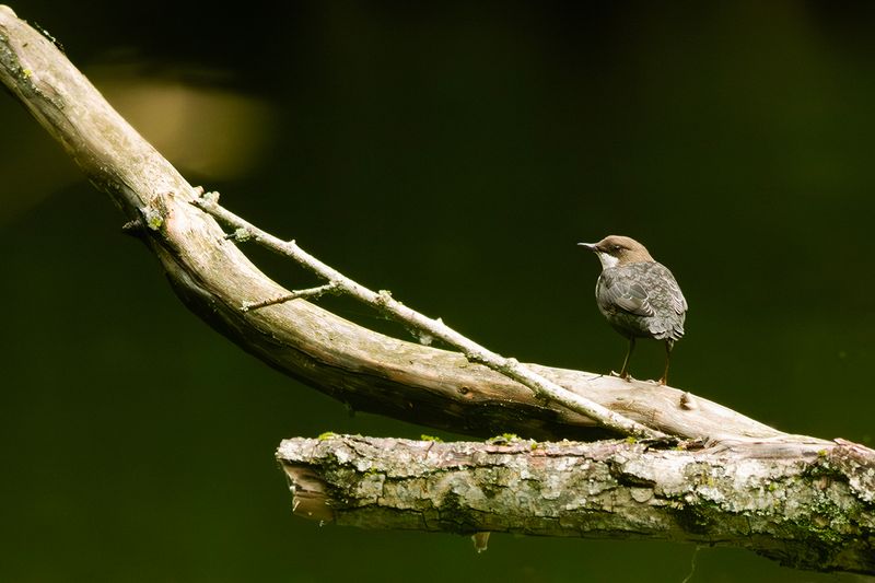 Waterspreeuw / Red-bellied Dipper