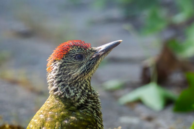 Groene Specht / Green Woodpecker