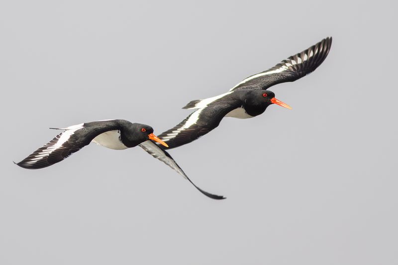Scholeksters / Eurasian Oystercatchers