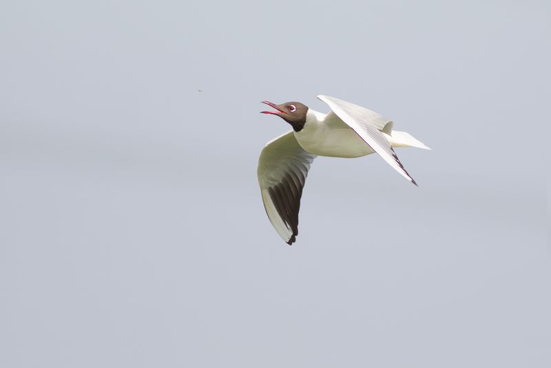 Kokmeeuw / Black-headed Gull