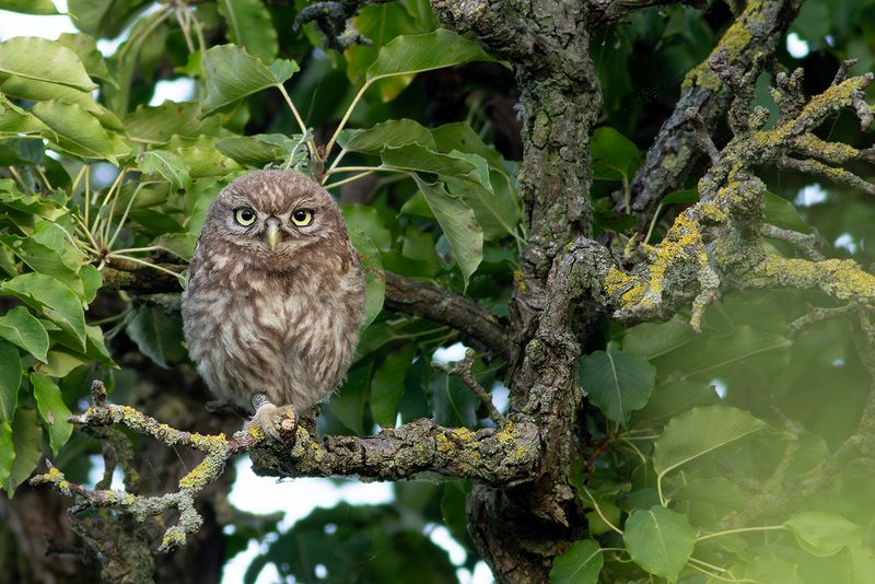 Steenuil / Little Owl