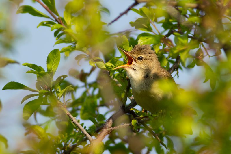 Bosrietzanger / Marsh Warbler