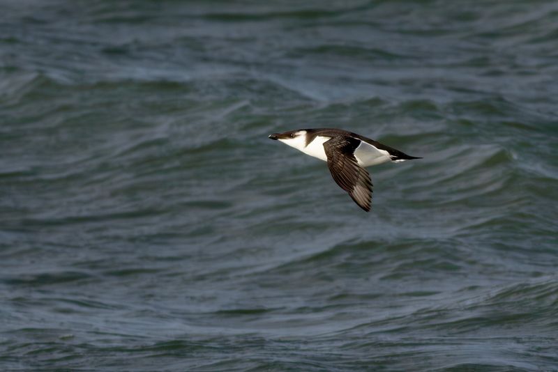 Razorbill / Alk