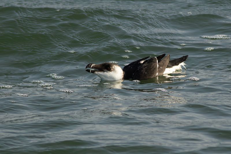 Alk / Razorbill