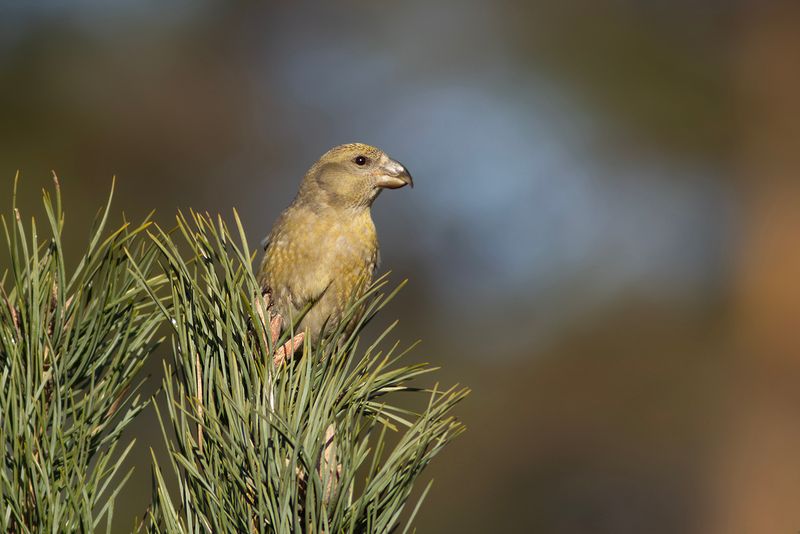 Grote Kruisbek / Parrot Crossbill