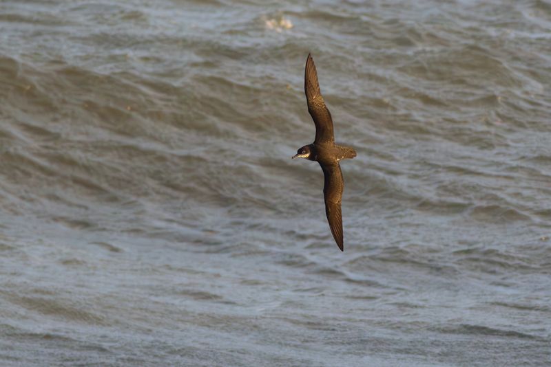 Noordse Pijlstormvogel / Manx Shearwater