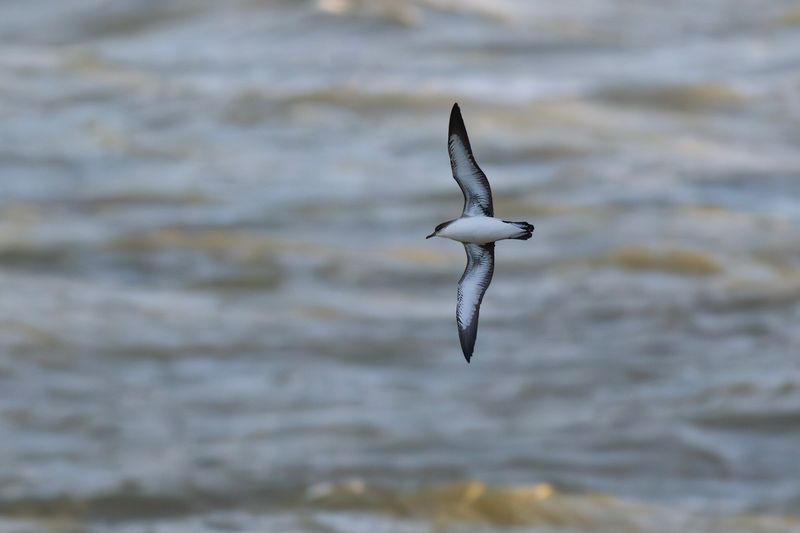 Noordse Pijlstormvogel / Manx Shearwater