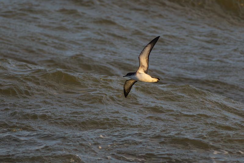 Noordse Pijlstormvogel / Manx Shearwater