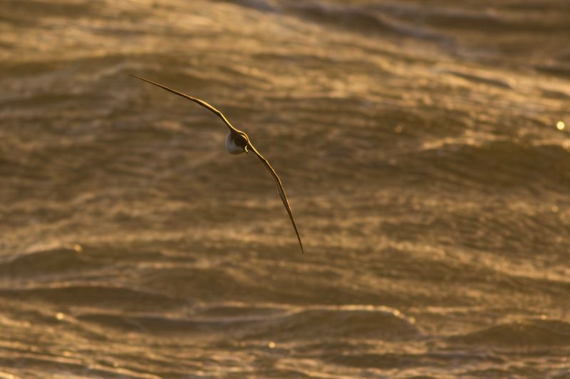 Noordse Pijlstormvogel / Manx Shearwater