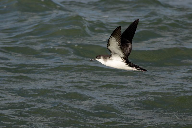 Manx Shearwater / Noordse Pijlstormvogel