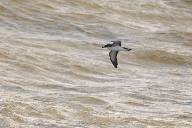 Noordse Pijlstormvogel / Manx Shearwater