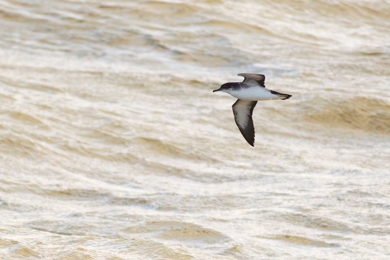 Noordse Pijlstormvogel / Manx Shearwater
