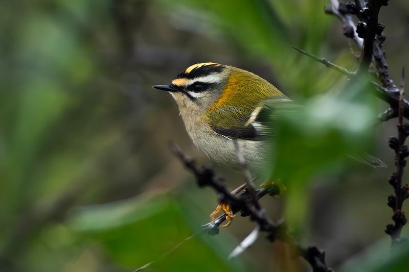 Firecrest / Vuurgoudhaan