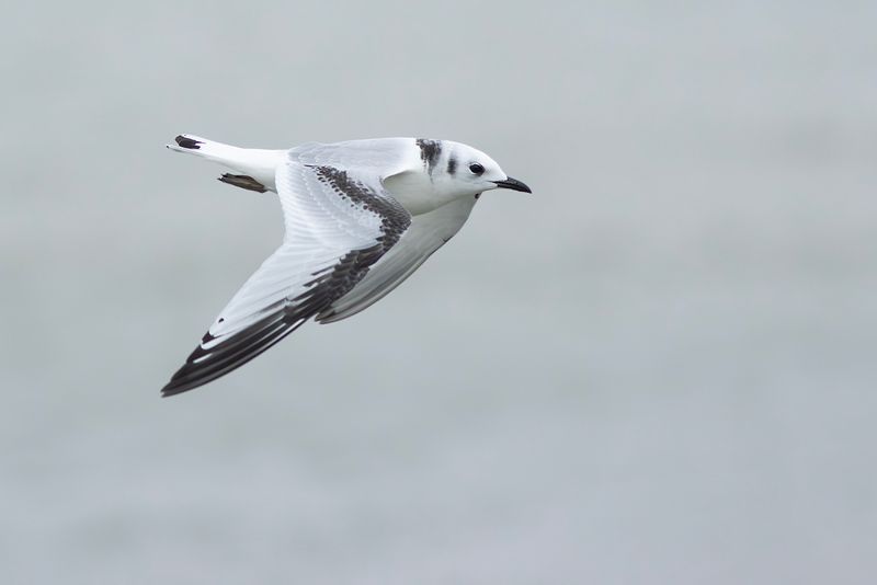 Drieteenmeeuw / Black-legged Kittiwake