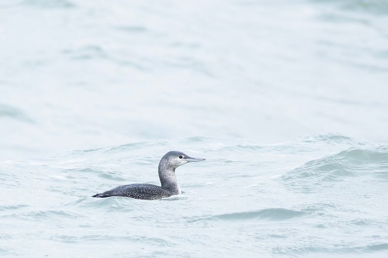 Roodkeelduiker / Red-throated Diver