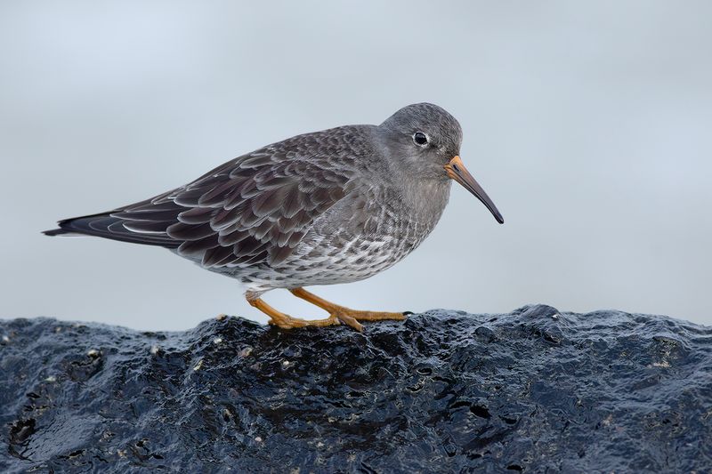 Paarse Strandloper / Purple Sandpiper