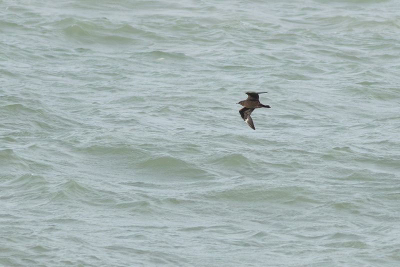 Kleine Jager / Arctic Skua