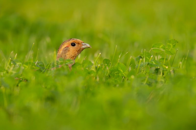 Grey Partridge / Patrijs