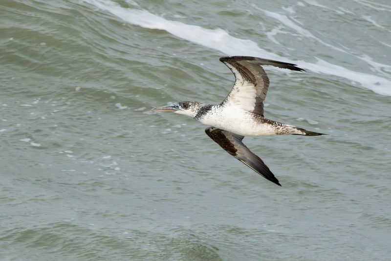 Northern Gannet / Jan-van-gent