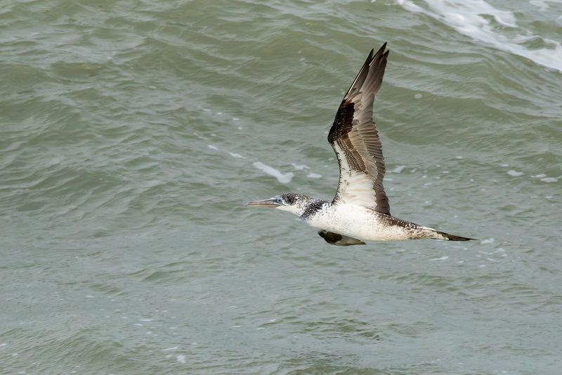 Northern Gannet / Jan-van-gent