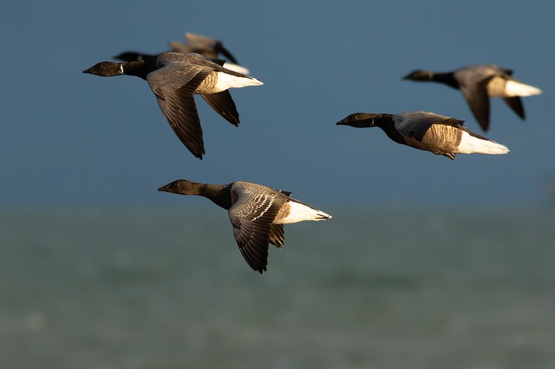 Brant Geese / Rotganzen